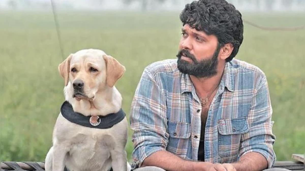 Rakshit Shetty on 777 Charlie: 'It is definitely a departure from my  previous larger-than-life, fantasy adventure films' – Firstpost
