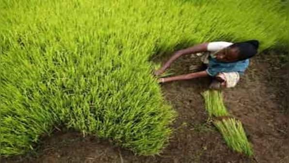 Explained: Why farmers in Andhra Pradesh have declared ‘crop holiday’