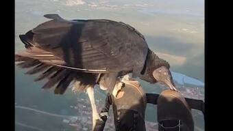 Watch | Paraglider flies with vulture, amazing video takes internet by storm