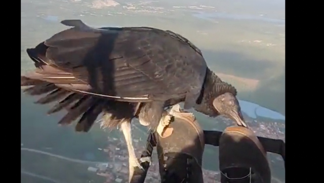 Watch | Paraglider flies with vulture, amazing video takes internet by storm Watch | Paraglider flies with vulture, amazing video takes internet by storm