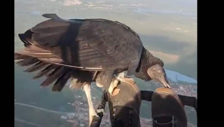 Watch | Paraglider flies with vulture, amazing video takes internet by storm