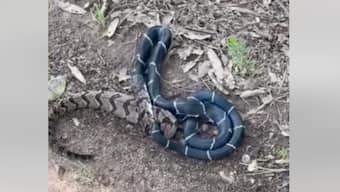 'It's a snake eat snake world': Video of kingsnake eating larger snake goes viral; watch