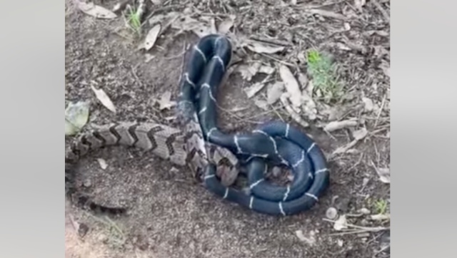 'It's a snake eat snake world': Video of kingsnake eating larger snake goes viral; watch 'It's a snake eat snake world': Video of kingsnake eating larger snake goes viral; watch