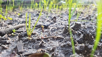 Earth and soul | How soil parenting is essential for preservation of life on earth