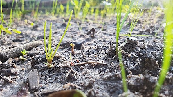 Earth and soul | How soil parenting is essential for preservation of life on earth