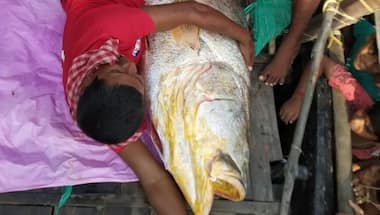 Bengal fishermen catch gigantic Telia Bhola in Digha, fish sold for 13 lakh