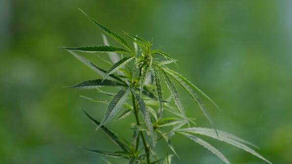 Thailand makes it legal to cultivate and possess marijuana for medical use