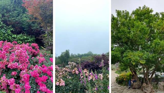 Rose Garden