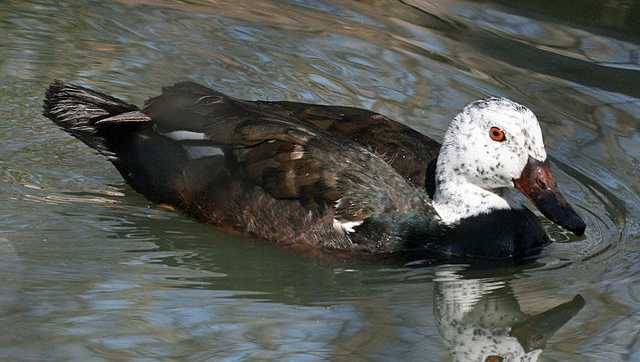 Honey, I shrunk the wild! Why human-wildlife conflicts are seeing a big jump Honey, I shrunk the wild! Why human-wildlife conflicts are seeing a big jump