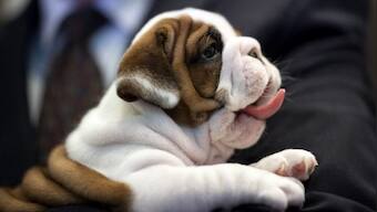 God save the English Bulldog! Why the breed faces a ban in the UK