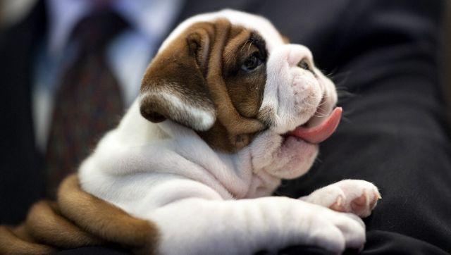 God save the English Bulldog! Why the breed faces a ban in the UK God save the English Bulldog! Why the breed faces a ban in the UK
