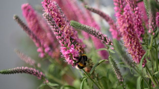 Bumblebees are fish, rules US court. Understanding what that means Bumblebees are fish, rules US court. Understanding what that means