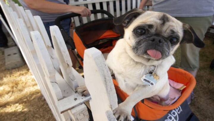 National Dog Day: History, significance, quotes and tips to celebrate