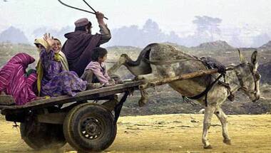 Pak civil aviation employee seeks permission to ride donkey cart to work