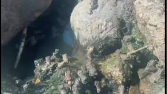 UK man posts video of 1 million strong 'frog army', slammed by internet users