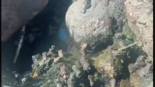 UK man posts video of 1 million strong 'frog army', slammed by internet users