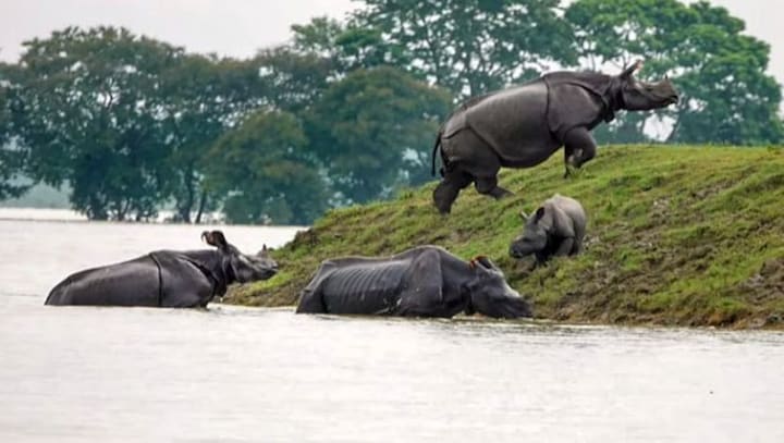 Explained: How Assam floods have endangered animals at Kaziranga National Park