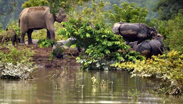 The Assam floods have submerged around 18 per cent of Kaziranga National Park and Tiger Reserve. PTI
