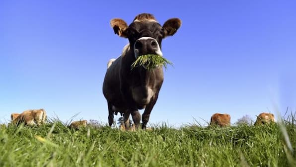 Explained: New Zealand’s plan to tax cow and sheep burps