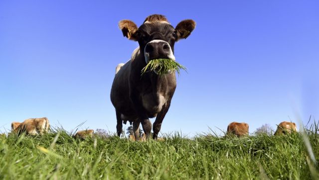 Explained: New Zealand’s plan to tax cow and sheep burps Explained: New Zealand’s plan to tax cow and sheep burps