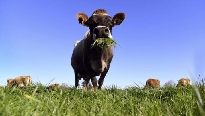 Explained: New Zealand’s plan to tax cow and sheep burps