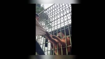 Orangutan attacks man at Indonesian zoo, watch video here
