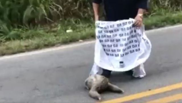 Watch: Man helps sloth to cross road, IAS officer shares video Watch: Man helps sloth to cross road, IAS officer shares video