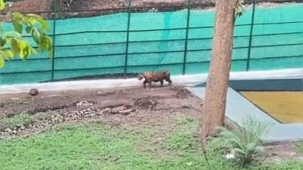 Watch: Rescued tiger cub gets 'home', internet praises Tamil Nadu forest department’s rehabilitation plan