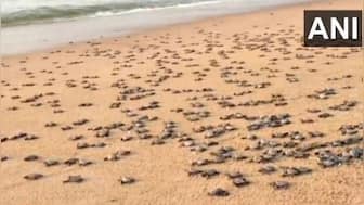 Watch: Hundreds of Olive Ridley turtles crawl toward sea after mass-hatching; internet delighted