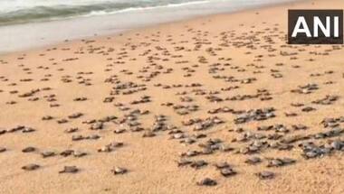 Watch: Hundreds of Olive Ridley turtles crawl toward sea after mass-hatching; internet delighted