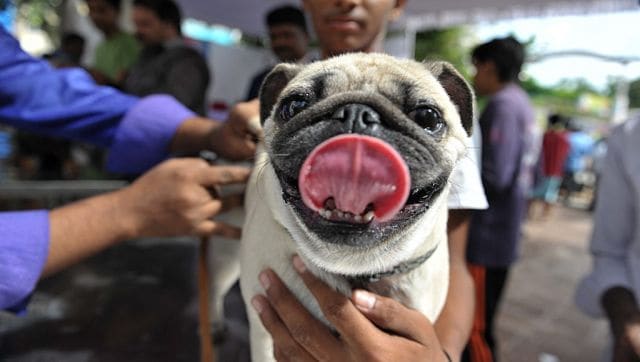 Explained: What is Anocovax, India's first COVID-19 vaccine for animals?  Have pets, wildlife received jabs in other countries?