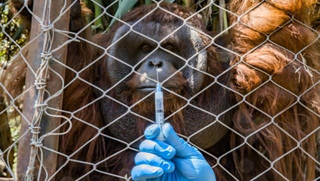 A Borneo orangutan named Sandai watches a worker holding a syringe with a dose of an experimental vaccine against COVID-19 made by the Zoetis veterinary laboratory during a vaccination drill at the Buin Zoo in Buin, Chile in December 2021. AFP