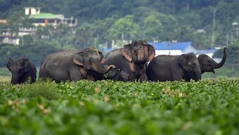 Centre to move SC on issue of ESZ around protected forests, says Ashwini Kumar Choubey