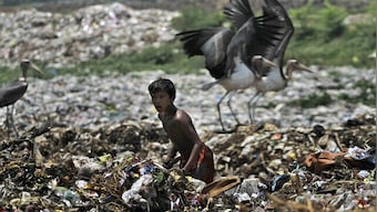 World Environment Day: Know date, theme, history and significance