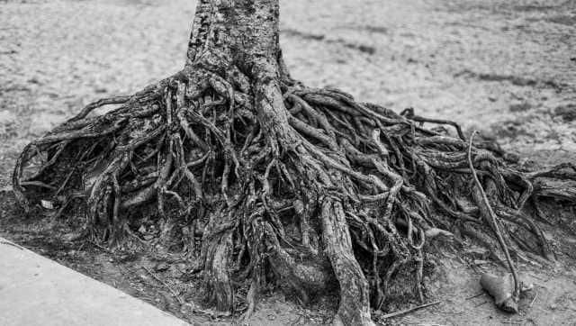 Mangrove roots, a ubiquitous sight in these parts. Image courtesy Polina Schapova