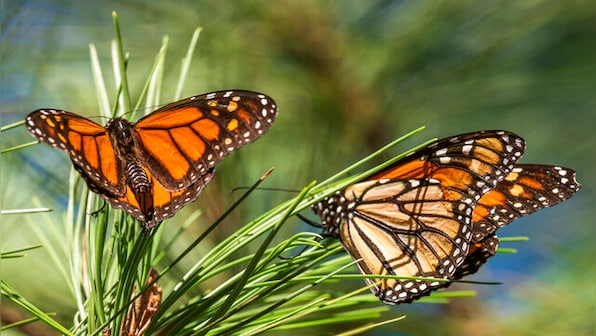 Scientists list iconic orange-and-black monarch butterflies as endangered