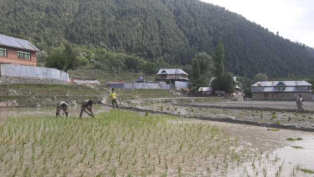 Agricultural activities near LoC in Karnah. Image courtesy Tasaduq Hussain 
