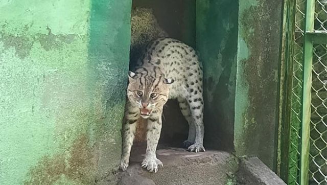 Bengal Safari plans to introduce captive breeding centre for fishing cats Bengal Safari plans to introduce captive breeding centre for fishing cats