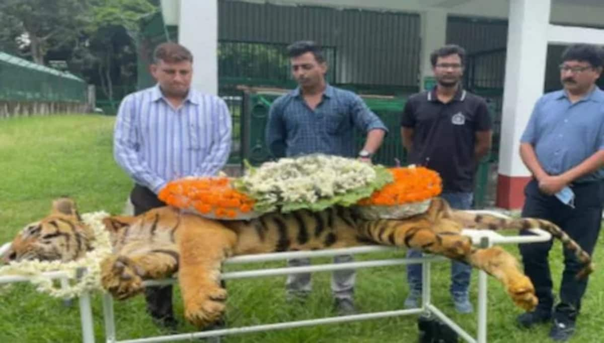 The Burning of Bengal Tiger, Bengal Tiger was founded in 19…