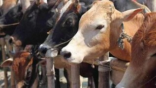 Explained: What is the lumpy skin disease affecting cows in Rajasthan Explained: What is the lumpy skin disease affecting cows in Rajasthan