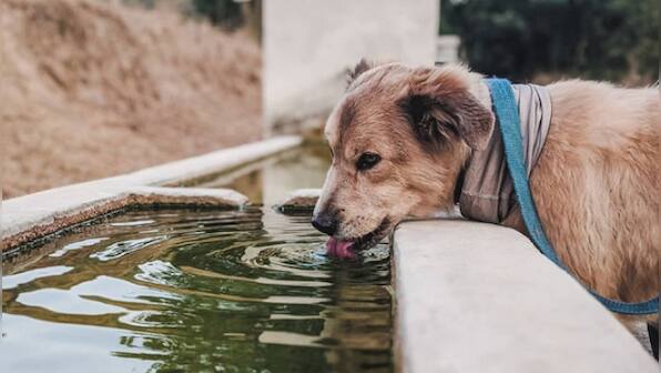 Watch: Dog turns off tap after drinking water; internet says video 'lesson for all of us'