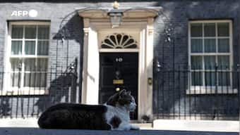 Larry the cat from Downing Street drawn into political fight for his residence