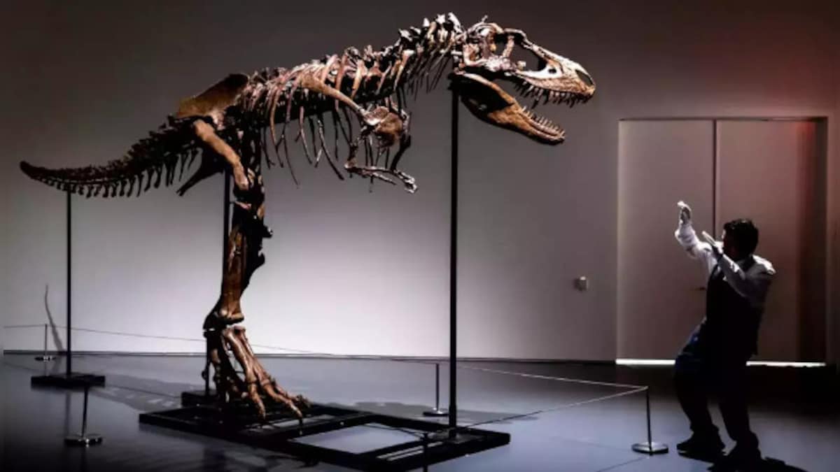 The lost world: Why do people spend millions on dinosaur skeletons?