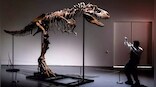 The lost world: Why do people spend millions on dinosaur skeletons?