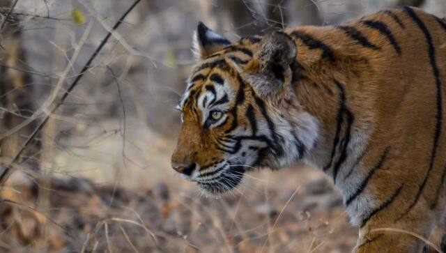 Ranthambore's Machi is said to be the most photographed tigress in the world. Image courtesy: Pranad Patil