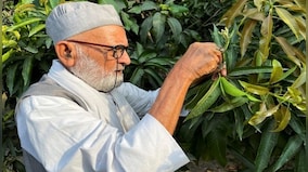 India’s ‘aam aadmi’: Meet the man who produces 300 varieties of mangoes