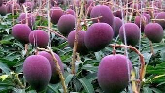 Not so aam! What you need to know about Miyazaki, the world’s costliest mango