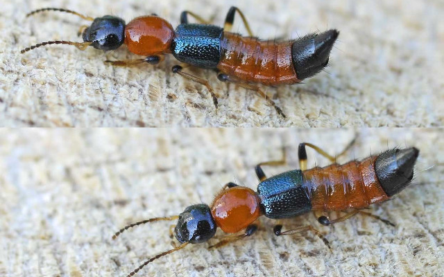 Sikkim students infected by Nairobi flies: What are the skin-burning insects? Sikkim students infected by Nairobi flies: What are the skin-burning insects?