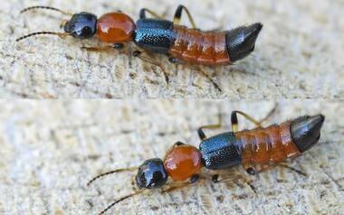 Sikkim students infected by Nairobi flies: What are the skin-burning insects?