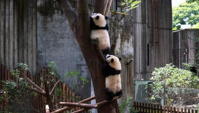 Explained: How did pandas become vegetarian?